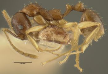 Media type: image; Entomology 20616   Aspect: habitus lateral view